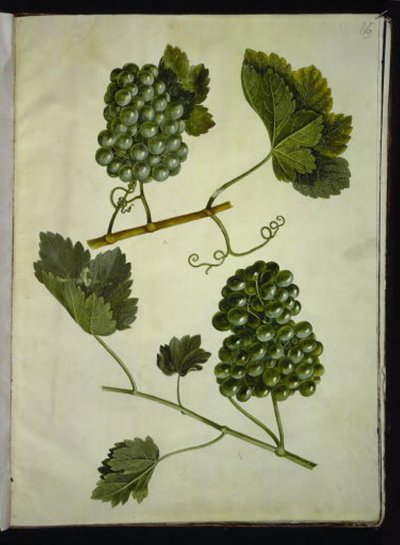 Vitis vinifera (vid común) de Hans Simon Holtzbecker