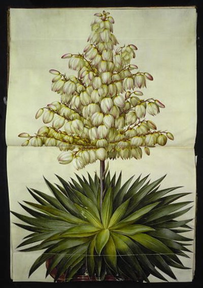 Yucca gloriosa (palma de lirio magnífica) de Hans Simon Holtzbecker