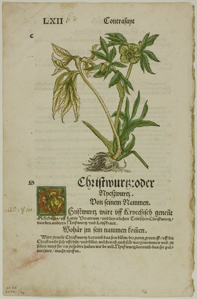 Christwurz (Hellebore) del Herbario (Kräuterbuch), lámina 96 de Xilografías de Libros del Siglo XVI de Hans Weiditz, II