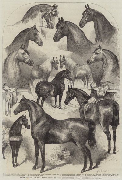 Caballos premiados en la Exposición de Caballos en el Salón Agrícola, Islington de Harden Sidney Melville