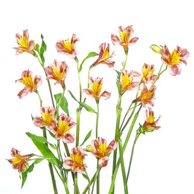Ramo de alstroemerias de colores vivos de Hardik Pandya