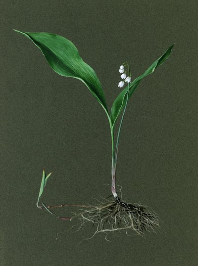 Convallaria majalis Lirio del Valle, c. 1870-1920 de Harold Drinkwater