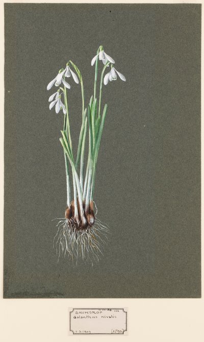 Galanthus nivalis L. Campanilla de invierno, c. 1903-1915 de Harold Drinkwater