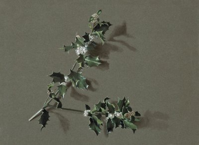 Ilex aquifolium L. Acebo común, c. 1870-1920 de Harold Drinkwater