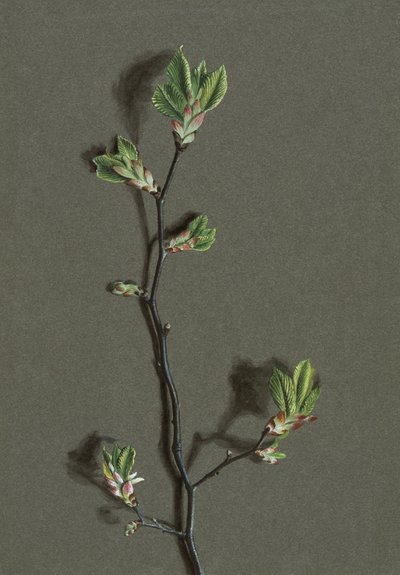 Ulmus glabra Huds (Olmo montano), c. 1870-1920 de Harold Drinkwater