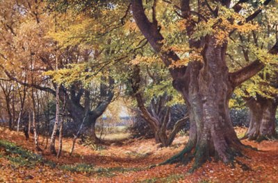 Hayas en otoño, cerca de Godalming (litografía en color) de Harold Sutton Palmer