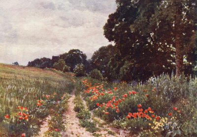 Amapolas (litografía en color) de Harold Sutton Palmer