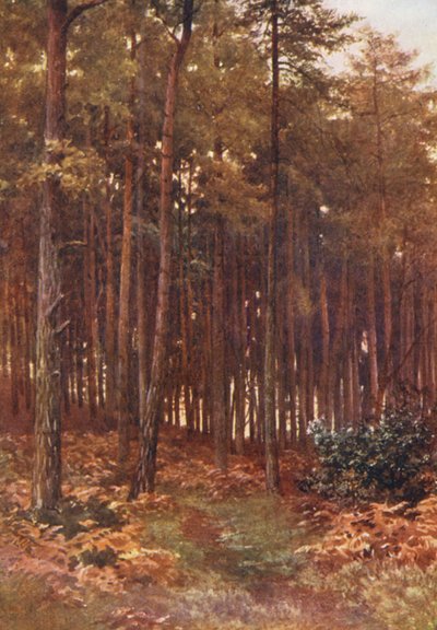 The Depths of a Fir Wood, Ripley (litografía en color) de Harold Sutton Palmer