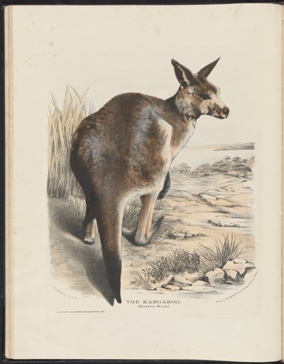 Mamíferos de Australia (Krefft) Nla.obj-33627803-11 El canguro de Harriet Morgan