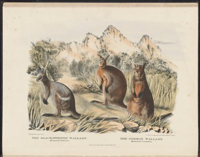 Mamíferos de Australia (Krefft) Nla.obj-33627803-13 El ualabí de rayas negras y el ualabí común de Harriet Morgan