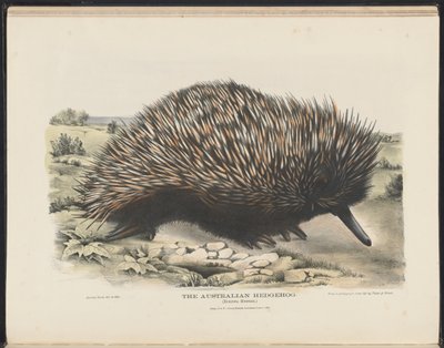 Mamíferos de Australia (Krefft) Nla.obj-33627803-15 El erizo australiano de Harriet Morgan