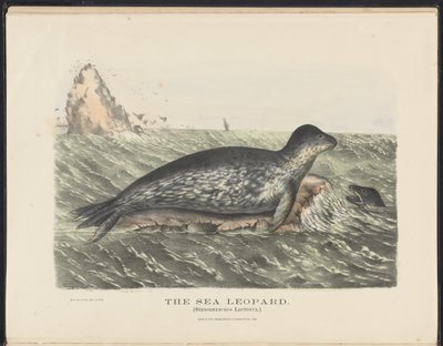 Mamíferos de Australia (Krefft) Nla.obj-33627803-5 El leopardo marino de Harriet Morgan