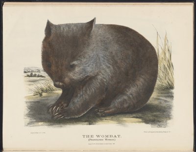 Mamíferos de Australia (Krefft) Nla.obj-33627803-6 El wombat de Harriet Morgan
