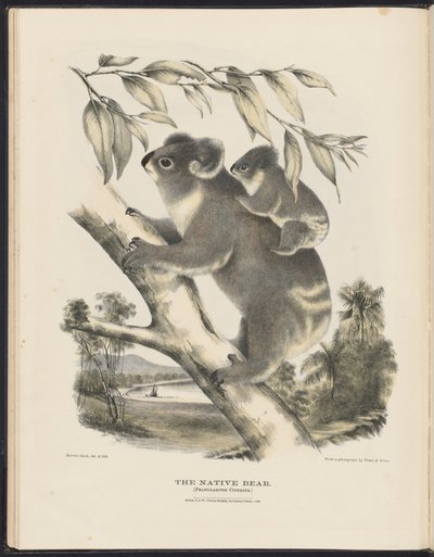 Mamíferos de Australia (Krefft) Nla.obj-33627803-7 El oso nativo de Harriet Morgan