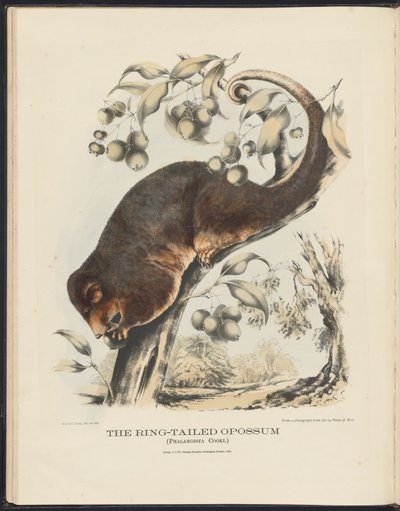 Mamíferos de Australia (Krefft) Nla.obj-33627803-8 El zarigüeya de cola anillada de Harriet Morgan