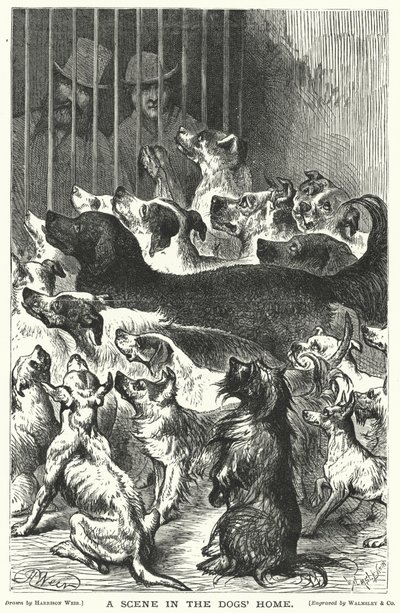 Una escena en el hogar de los perros de Harrison William Weir