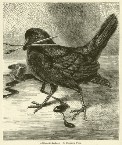 Una grajilla escolar de Harrison William Weir