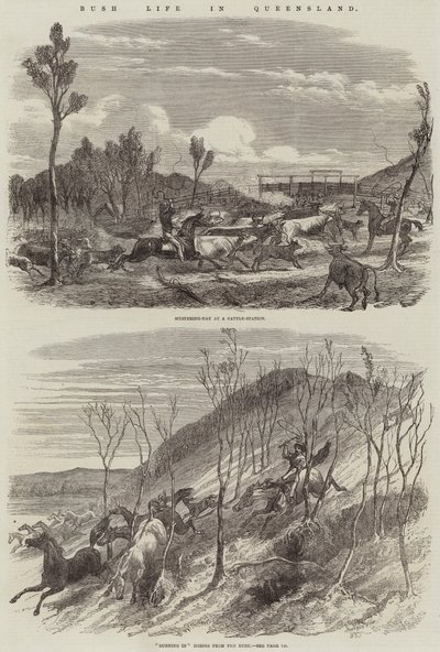 Vida en el monte en Queensland de Harrison William Weir