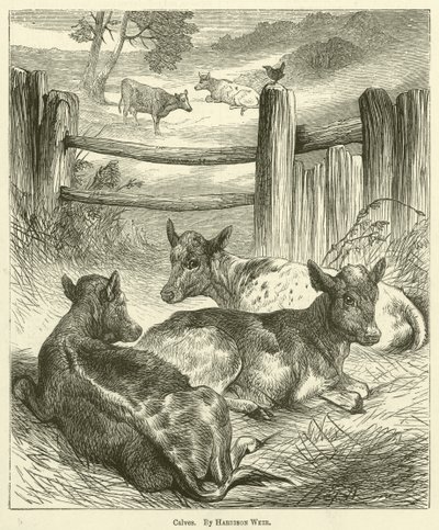 Terneros de Harrison William Weir