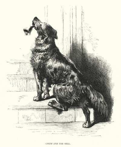 Chum y la campana (grabado) de Harrison William Weir