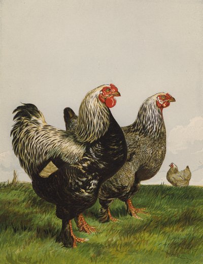 Brahmas Oscuros de Harrison William Weir
