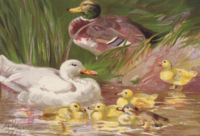 Patos y patitos (litografía en color) de Harrison William Weir