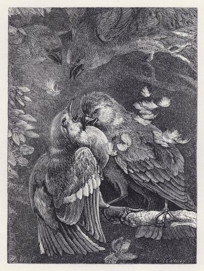 Pelea entre un pinzón y un gorrión de Harrison William Weir