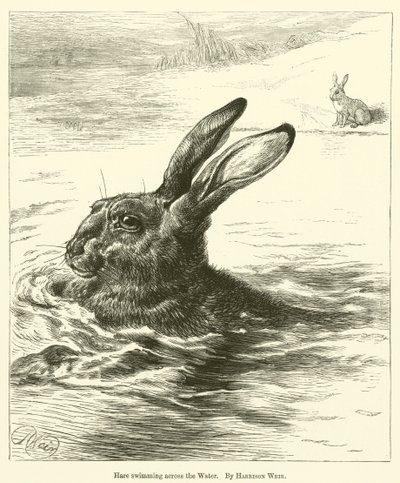 Liebre nadando a través del agua de Harrison William Weir