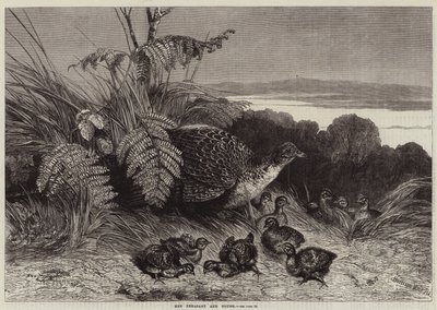 Faisán Hembra y Crías de Harrison William Weir