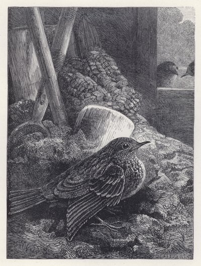 Pequeño Petirrojo a Salvo en Casa de Harrison William Weir