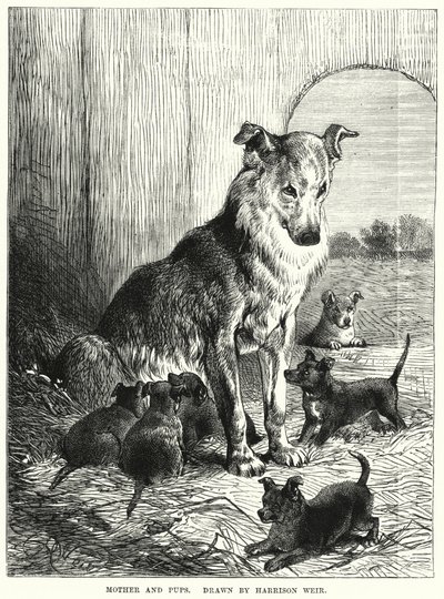 Madre y cachorros de Harrison William Weir