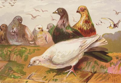 Palomas (litografía en color) de Harrison William Weir