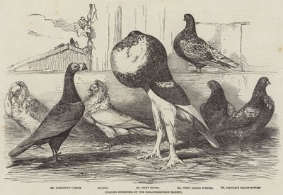 Palomas exhibidas por la Sociedad Philoperisteron de Harrison William Weir