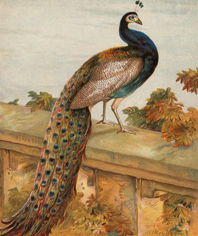 Orgullo en el jardín (litografía en color) de Harrison William Weir