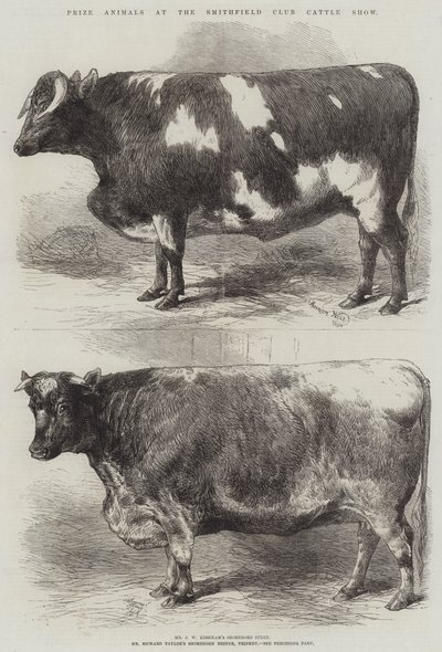 Animales Premiados en la Exposición de Ganado del Club Smithfield de Harrison William Weir