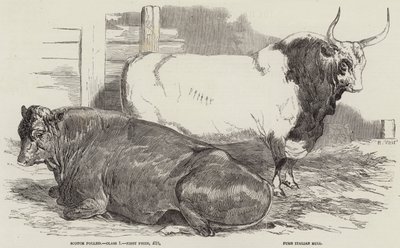 Ganado premiado en la exposición de la Sociedad Real de Agricultura, en Windsor de Harrison William Weir