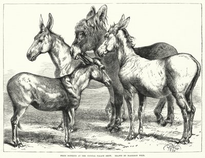 Burros premiados en la exposición del Crystal Palace de Harrison William Weir