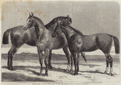 Caballos premiados en la exposición de caballos en el Agricultural Hall, Islington de Harrison William Weir
