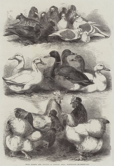 Palomas y aves de corral premiadas en Bingley Hall, Birmingham de Harrison William Weir