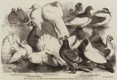 Palomas premiadas en la exposición de la Sociedad Philo-Peristeron, celebrada recientemente en el Salón de los Masones de Harrison William Weir