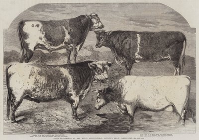 Shorthorns premiados en la Exposición de la Sociedad Agrícola Real, Canterbury de Harrison William Weir