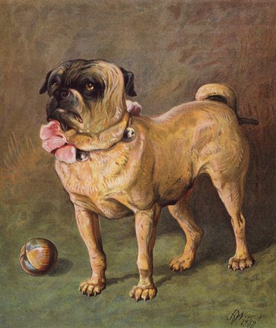 Puggy the Pet (litografía en color) de Harrison William Weir