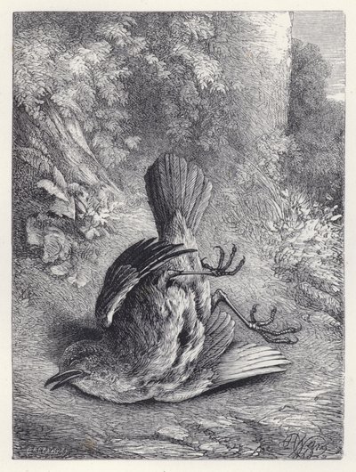 Robin Aturdido por su Caída de Harrison William Weir