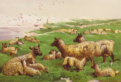 Ovejas a la orilla del mar (litografía en color) de Harrison William Weir