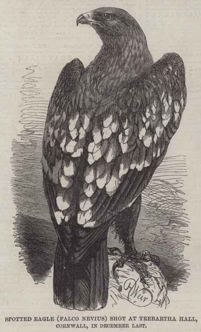 Águila moteada (Falco Nevius) cazada en Trebartha Hall, Cornwall, en diciembre pasado de Harrison William Weir