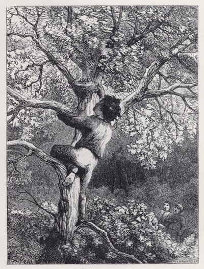 Tomando el Nido de los Jilgueros de Harrison William Weir