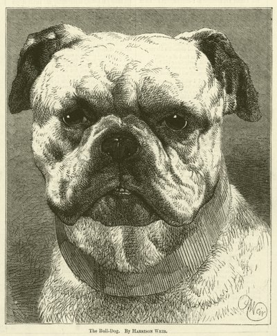 El Bulldog de Harrison William Weir