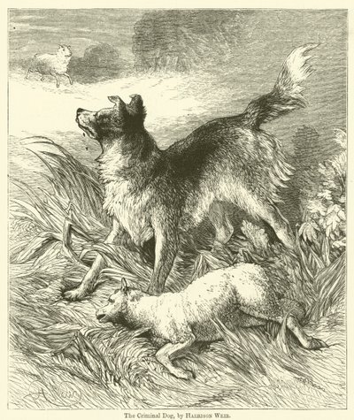 El perro criminal de Harrison William Weir