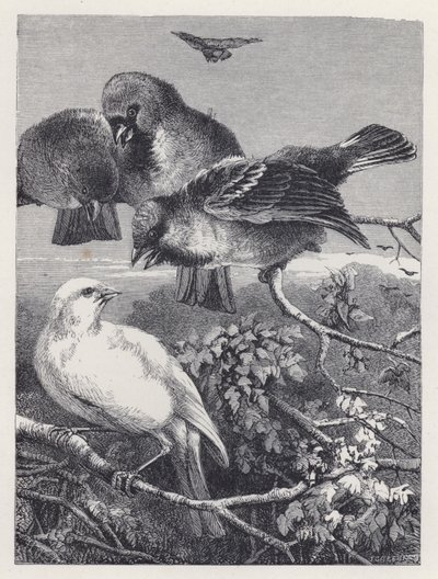 El Canario Perseguido de Harrison William Weir