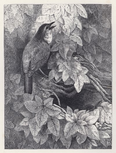El Nido de los Petirrojos de Harrison William Weir